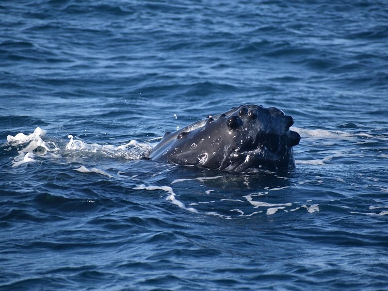 A humpback whale's head breaking the surface of a deep blue sea