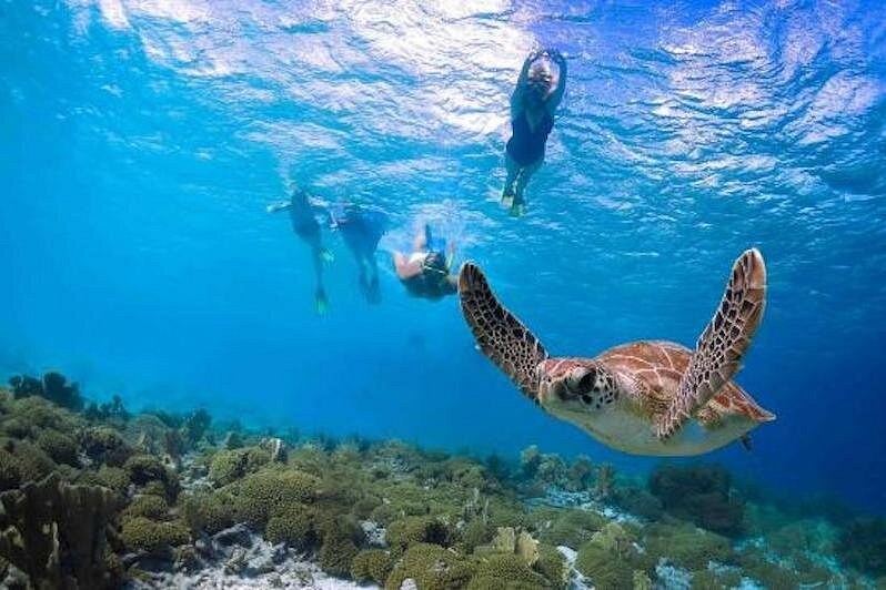 A green sea turtle over the reef, with snorkellers at the surface above